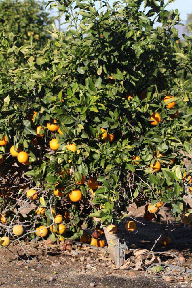              Habit (Riverside, CA)       